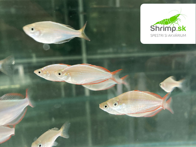 Dúhovka (Aterínka) diamantová 2-4 cm- Melanotaenia praecox