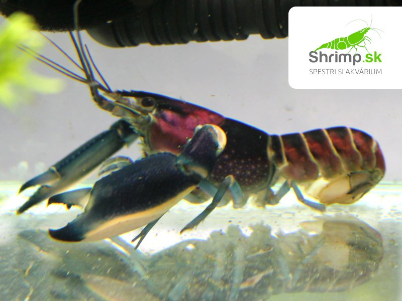 Rak Cherax Pulcher - samec