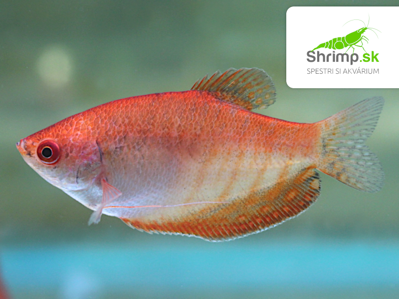 Gurama golden red eye - Trichopodus trichopterus