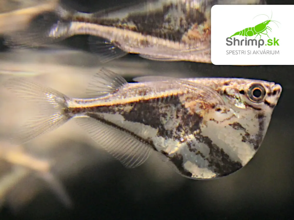 Sekierka mramorová - Carnegiella strigata