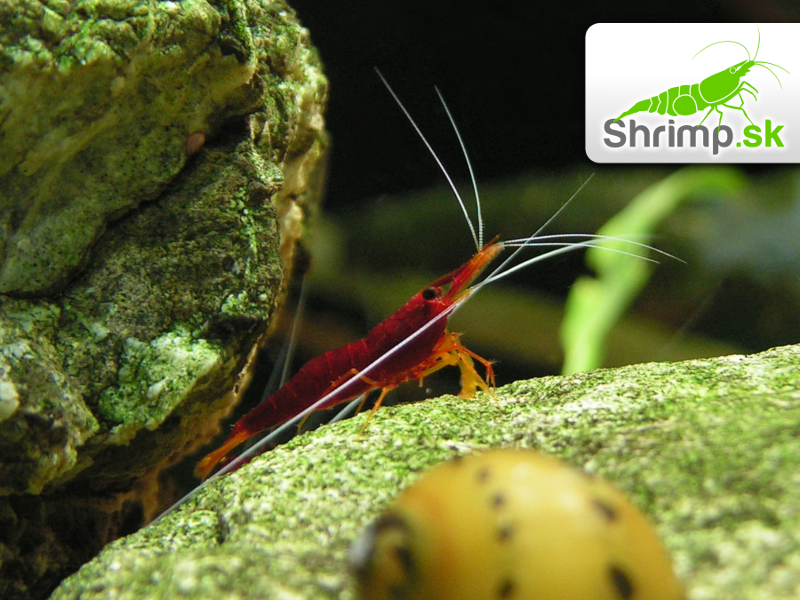 Sulawesi Yellow Nose - Caridina spinata