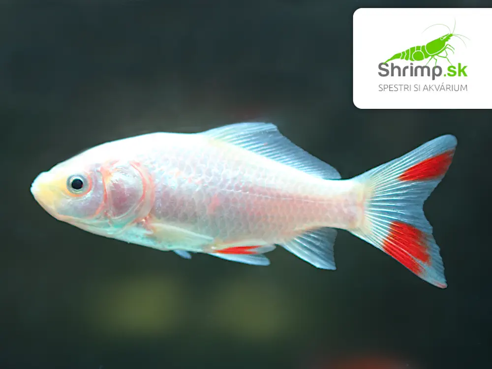 Karas červeno biely 9-11 cm - Carassius auratus (DO JAZIERKA)