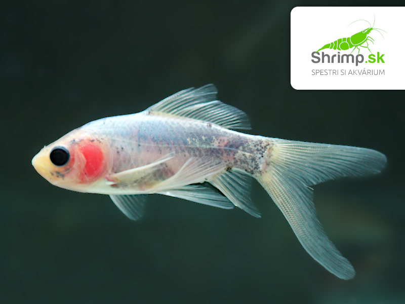 Karas Shubunkin 9-11 cm - Carassius auratus (DO JAZIERKA)