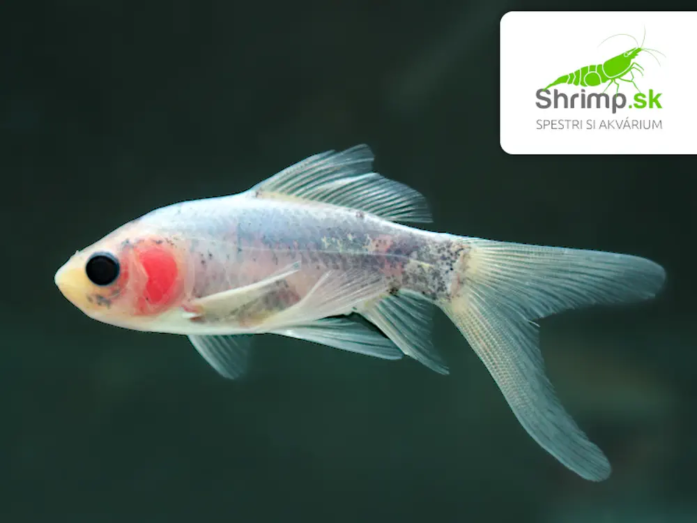 Karas Shubunkin 5-6 cm - Carassius auratus (DO JAZIERKA)