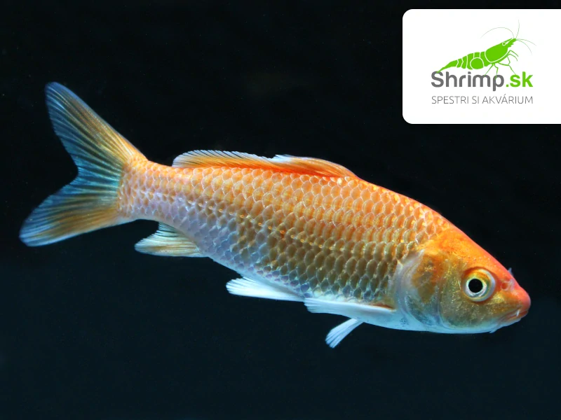Koi kapor mix A 6-8 cm - Cyprinus carpio