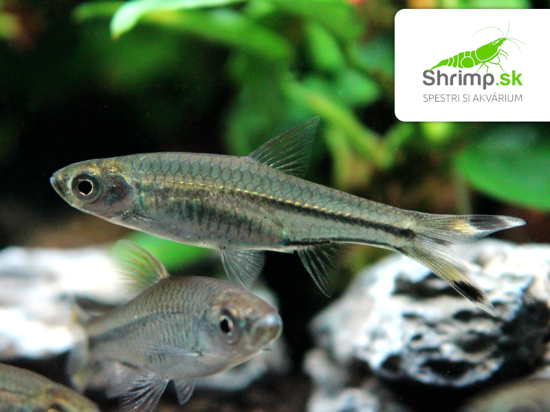 Razbora priesvitná - Rasbora trilineata