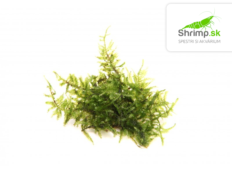 Christmas moss (Vesicularia montagnei) - in vitro 100 ml