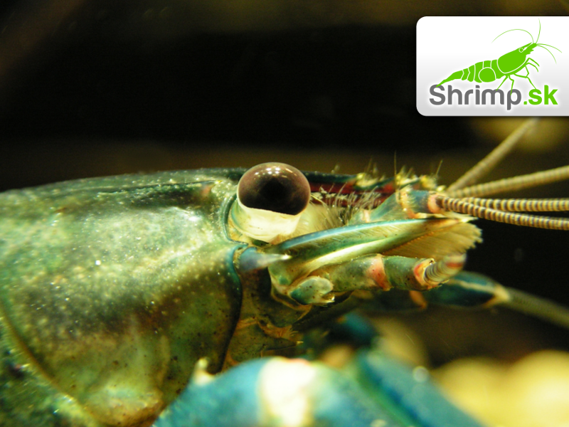 Rak Cherax sp. Blue Moon - samec