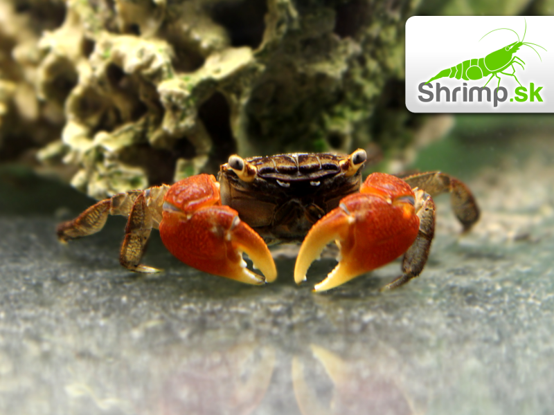 Krab mangrovový – Pseudosesarma moeshi 