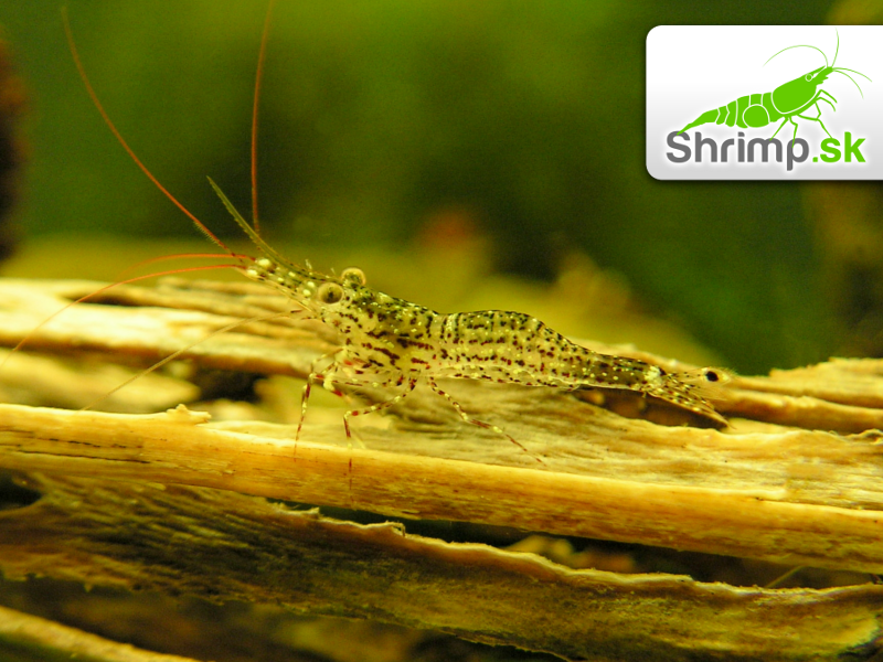Sulawesi White orchid - Caridina sp.