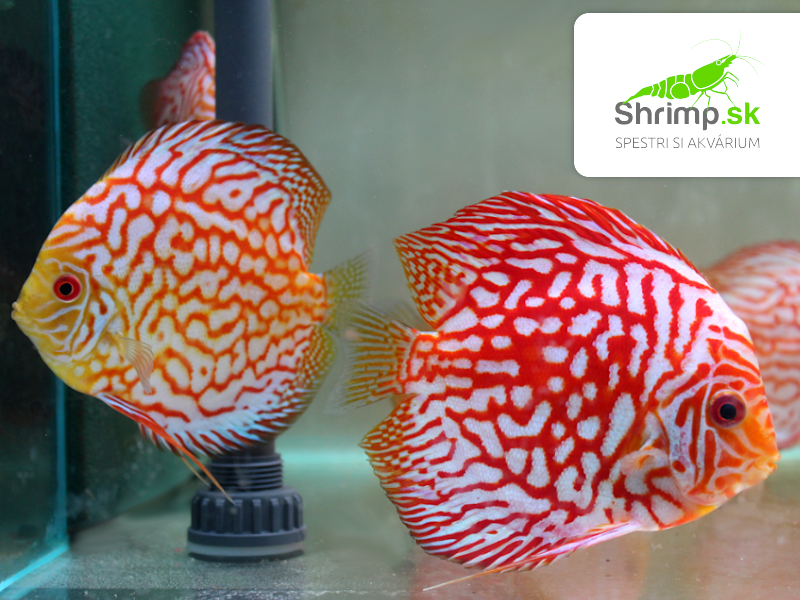 Discus Pigeon Checkerboard 7 cm - Symphysodon discus