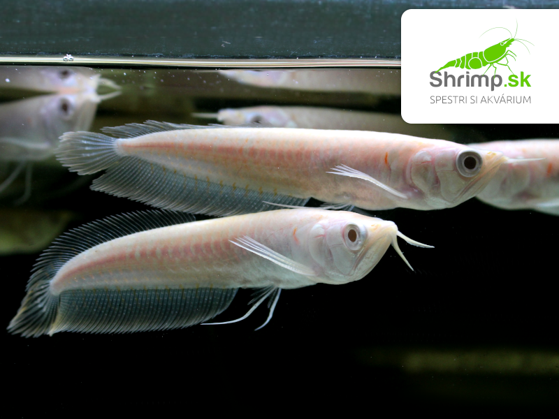 Arowana Silver Albino 10 cm