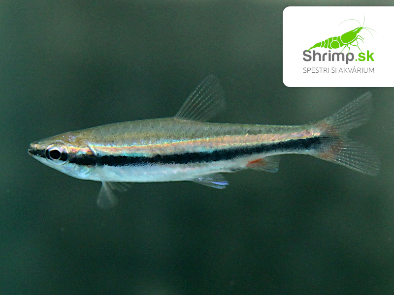 Drobnoústka Beckfordova - Nannostomus beckfordi