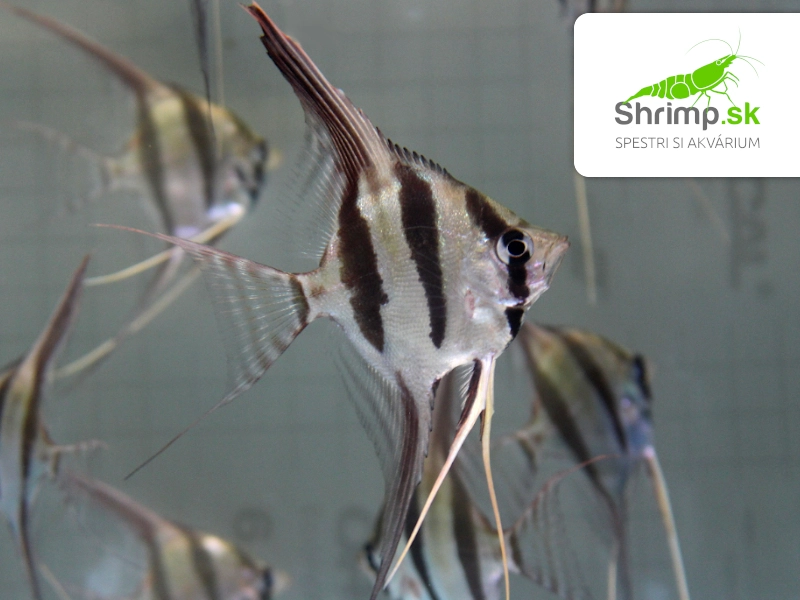 Skalár Altum Orinoko - Pterophyllum altum orinoco