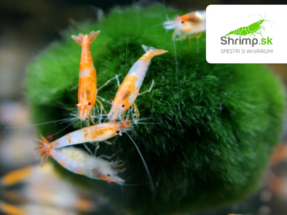 Orange Rili 20 ks - Neocaridina davidi