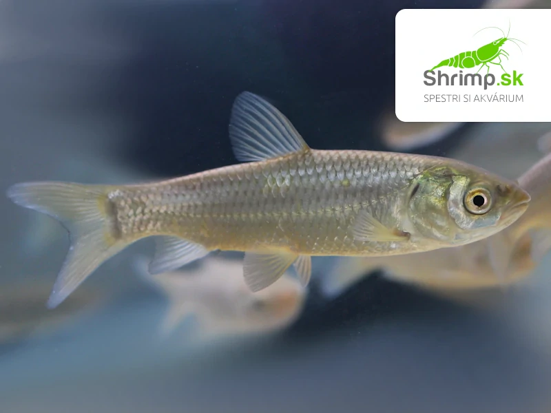 Amur biely 5-7 cm - Ctenopharyngodon idella (DO JAZIERKA) 