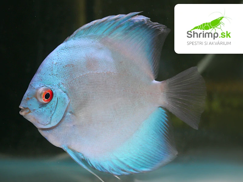 Discus Blue Diamond 10-12 cm - Symphysodon discus