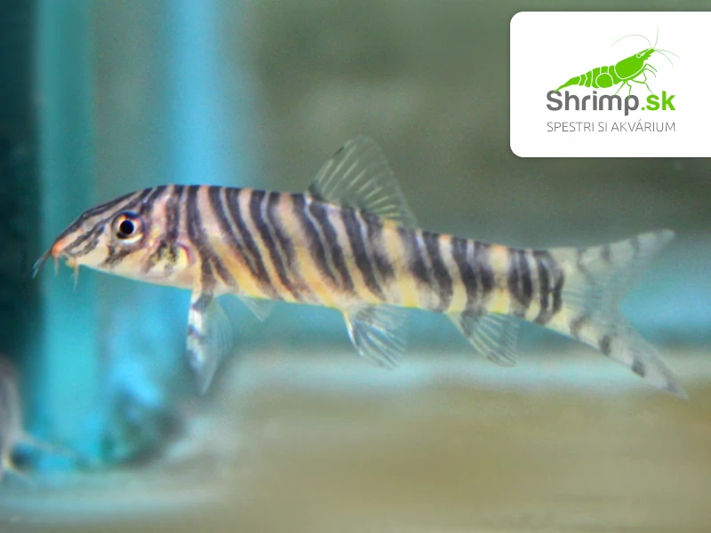 Mrenka striata - Botia striata