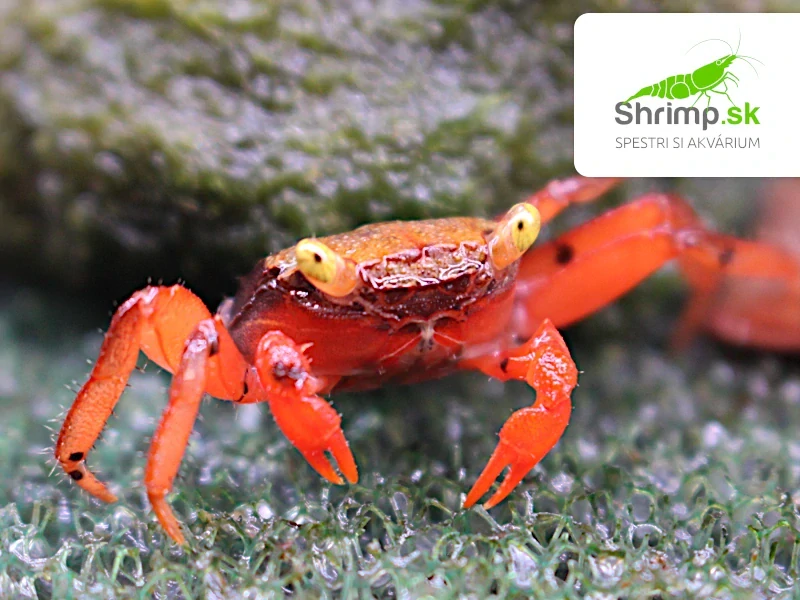 Krab Rouxi – Geosesarma cf. rouxi  