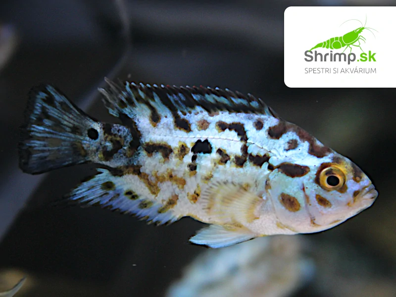 Cichlazoma perleťová modrá - Rocio octofasciata
