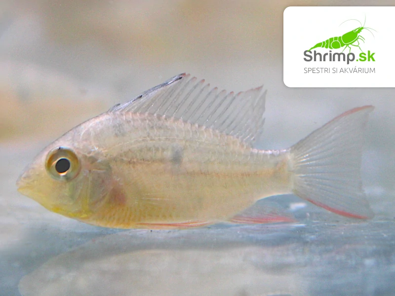 Cichlidka Bolivijská – Papiliochromis altispinosa