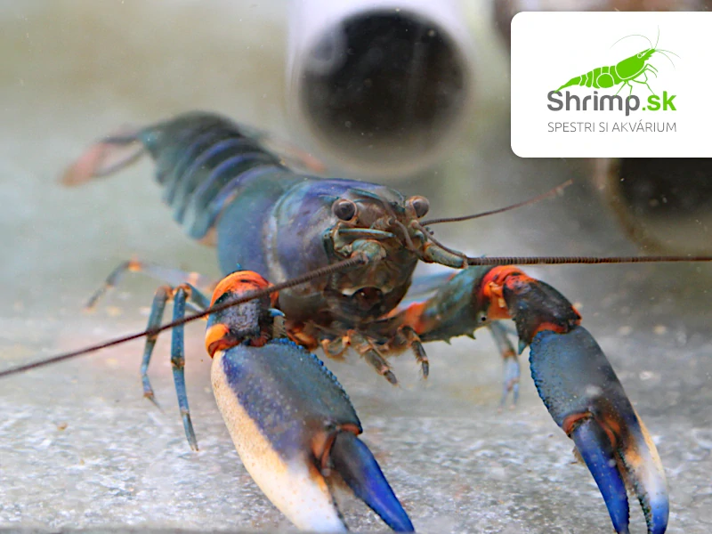 Rak Blue Kong - samec - Cherax alyciae