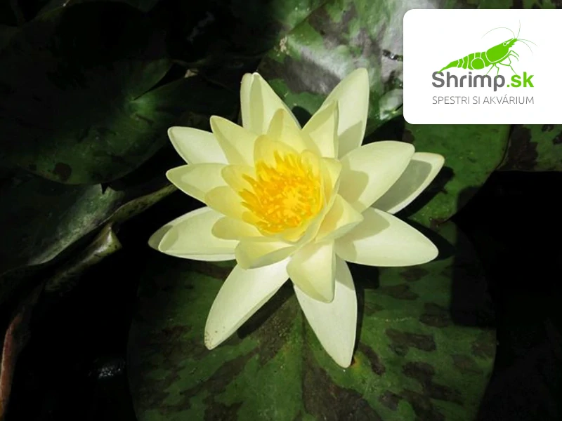 Nymphaea 'Chromatella' (Lekno žlté) – blister 18 cm