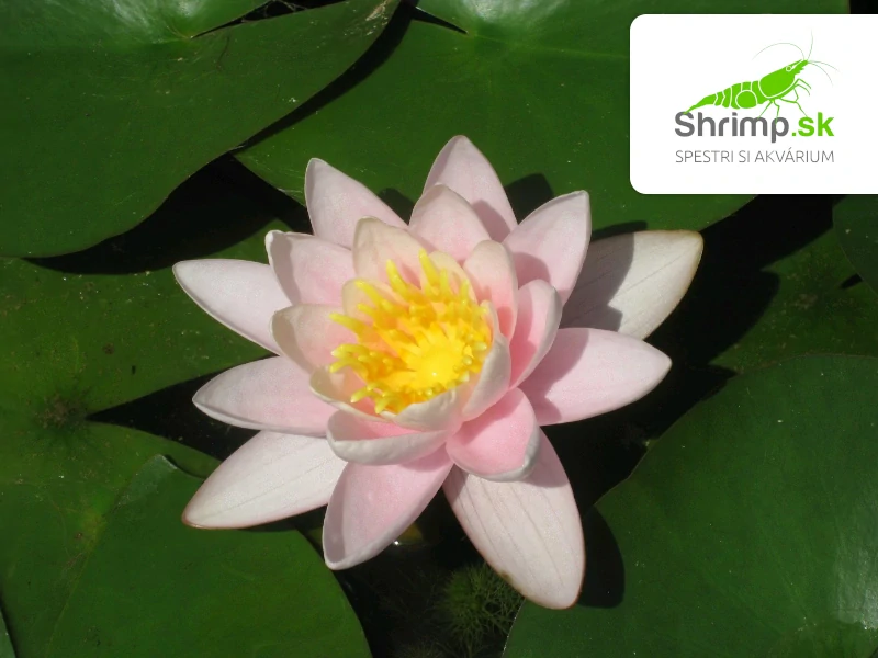 Nymphaea ‘Marliacea Carnea’ – blister 18 cm