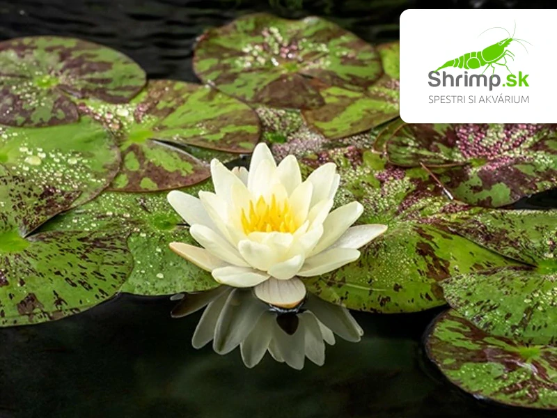 Trio lekien (Nymphaea alba, ‘Attraction’, ‘Chromatella’) – blister 18 cm