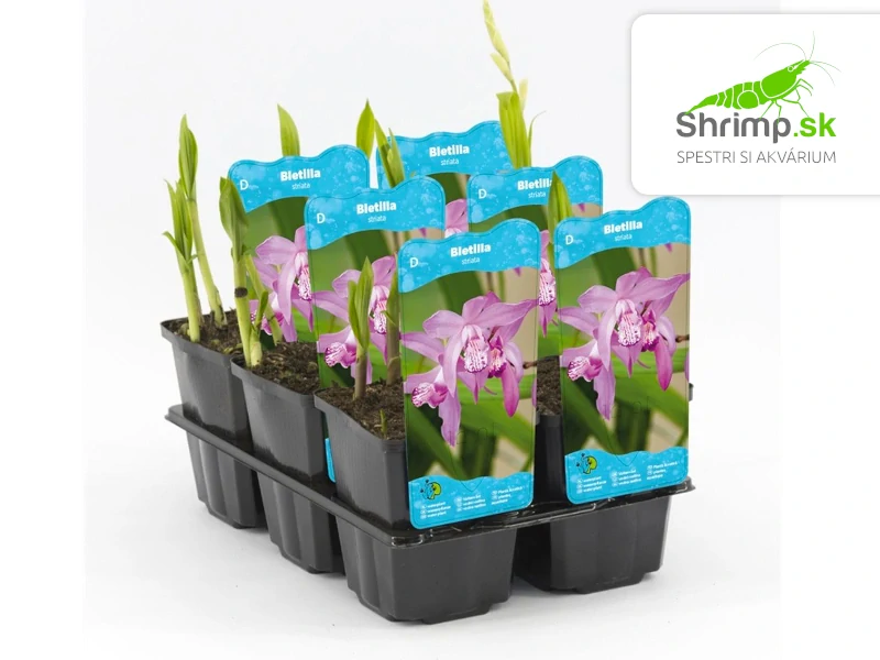 Bletilla striata – košík 9x9 cm