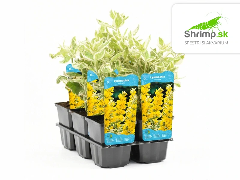 Lysimachia 'Variegata' – košík 9x9 cm