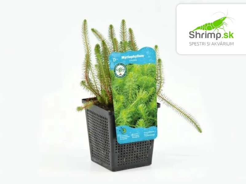 Myriophyllum rubricaule – košík 11x11 cm