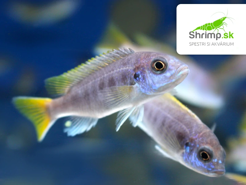Papuľovec žltochvostý - Pseudotropheus acei