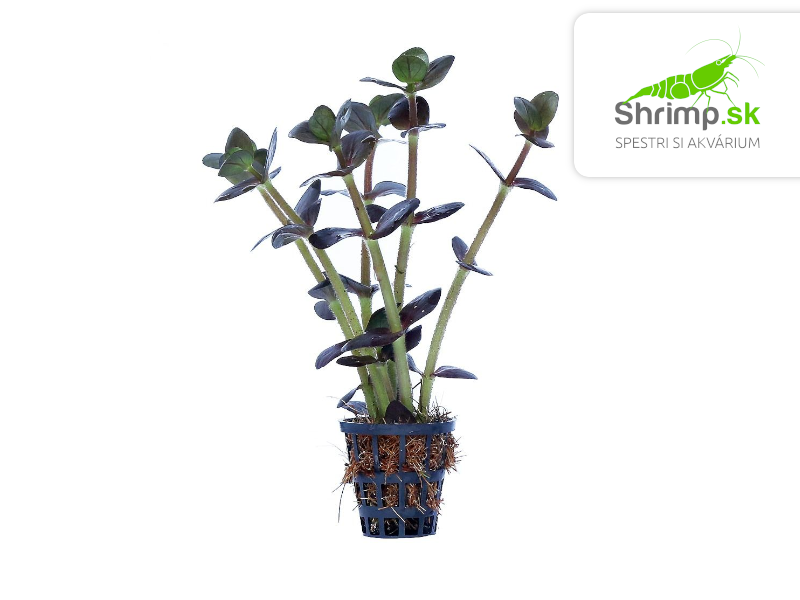 Bacopa salzmannii Purple - košík