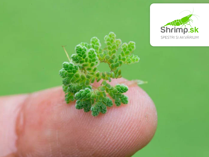 Azola karolínska - Azolla caroliniana