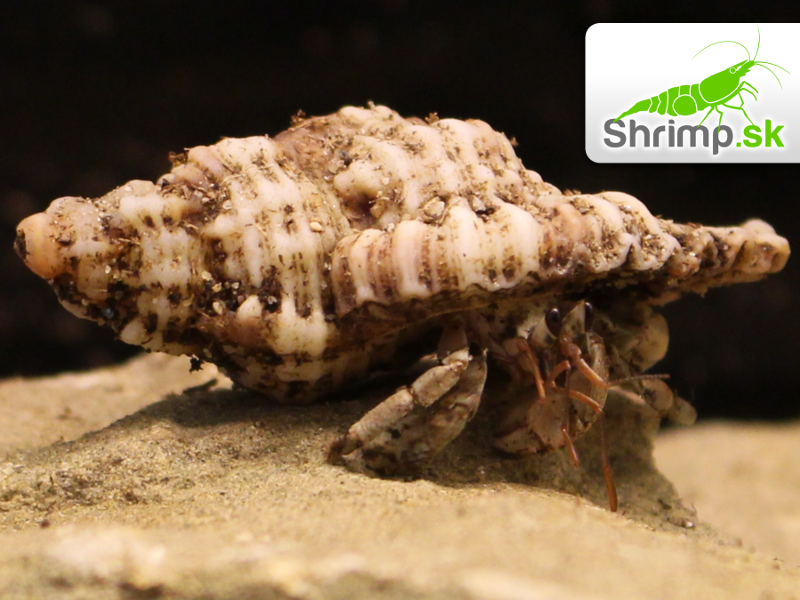 Krab Pustovník - Coenobita sp.