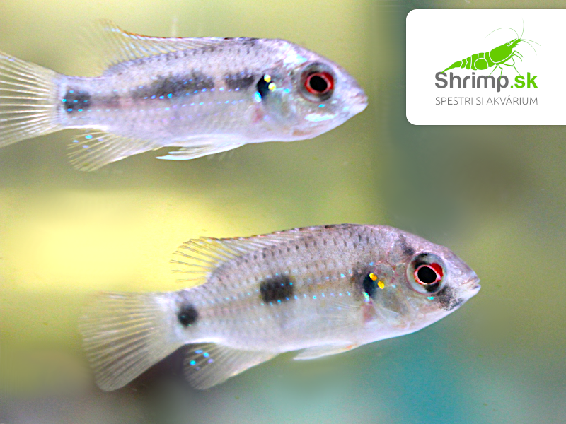 Cichlidka Thomasova - Anomalochromis thomasi