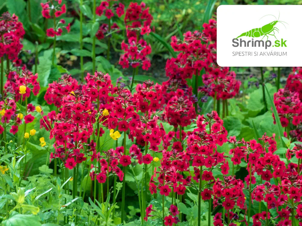 Primula japonica "Millers Crimson" – košík 9x9 cm