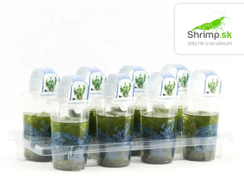 Ceratophyllum demersum – pohár Ø 12 cm