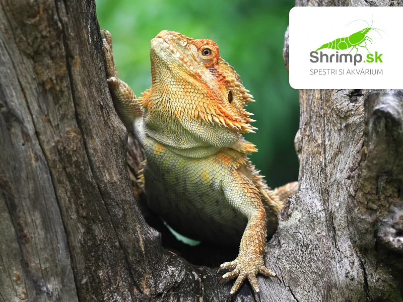 Agama bradatá - Pogona vitticeps