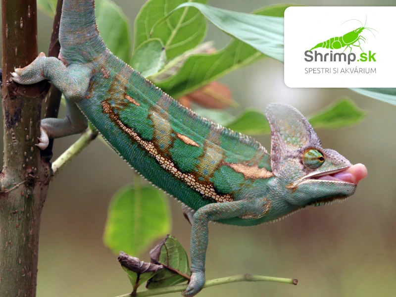 Chameleón jemenský - Chamaeleo calyptratus