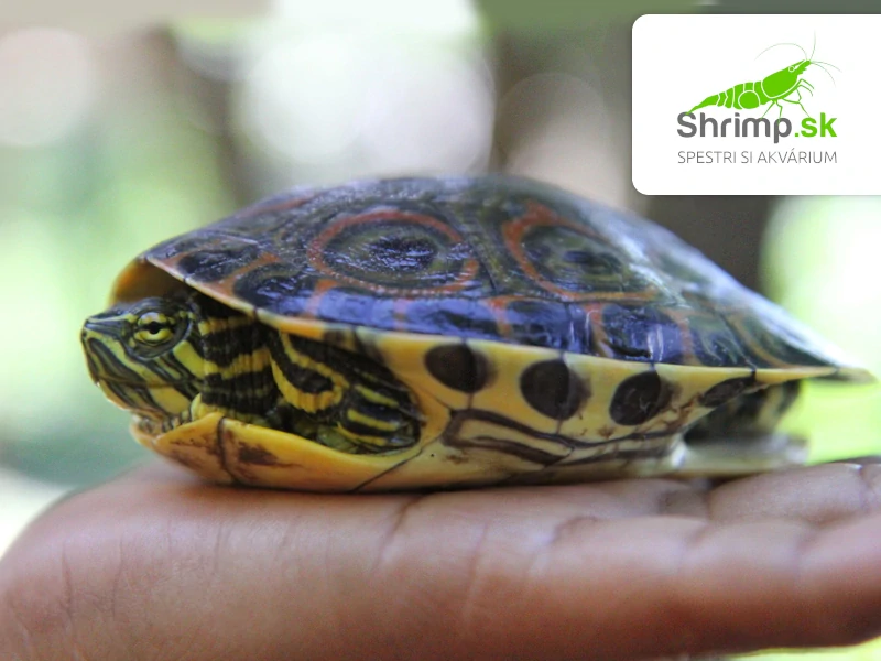 Korytnačka stredoamerická - Trachemys venusta
