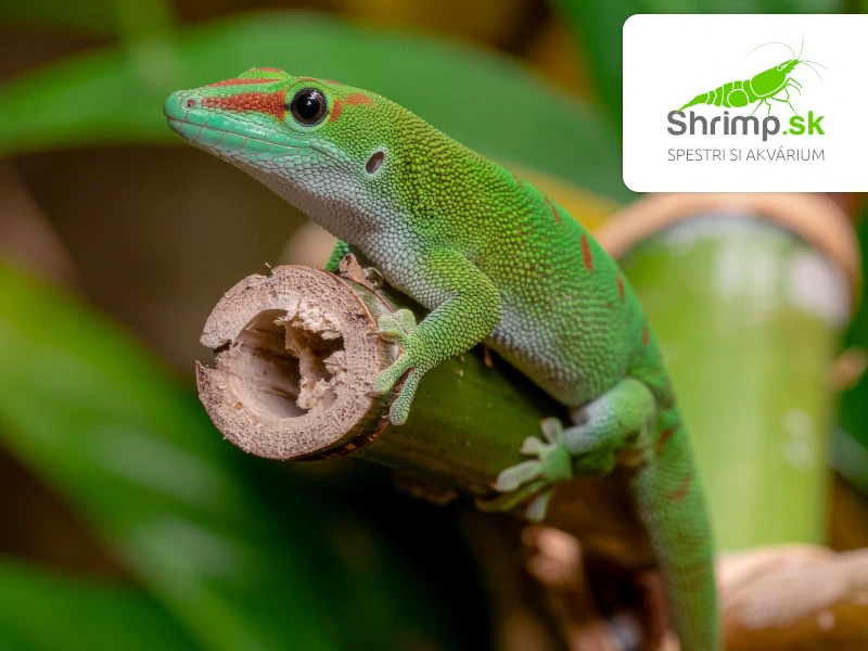 Felzuma madagaskarská - Phelsuma madagascariensis grandis
