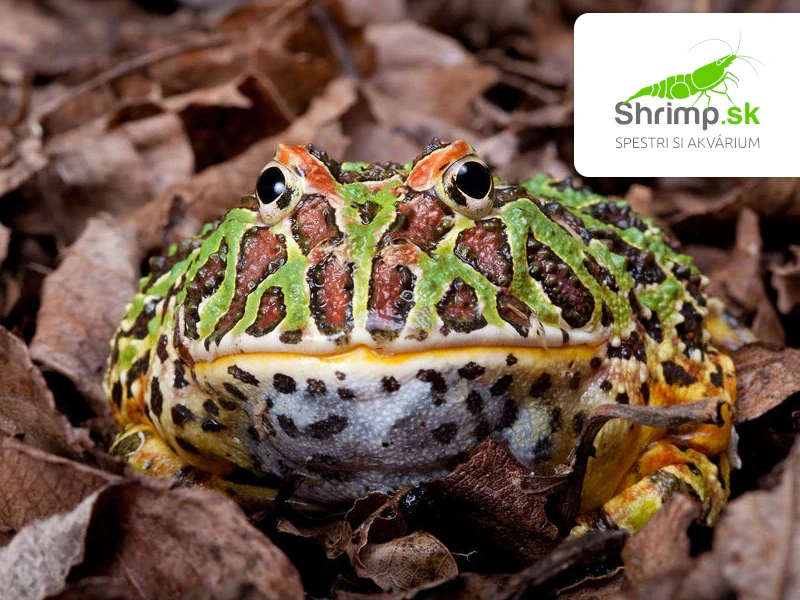 Rohatka Cranwellova - Ceratophrys cranwelli