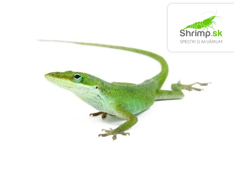 Anolis zelený – Anolis carolinensis