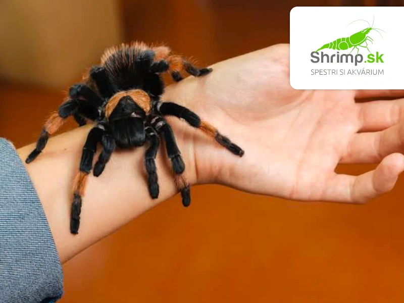 Pavúk Vtáčkar – Brachypelma emilia