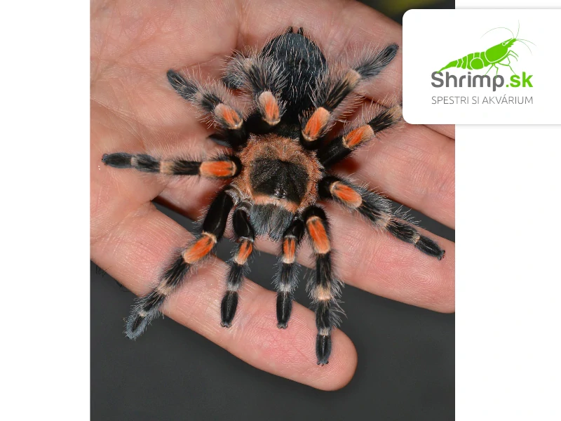 Pavúk Vtáčkar – Brachypelma smithi