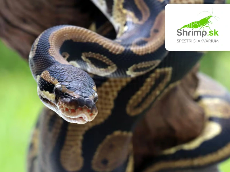 Pytón kráľovský – Python regius