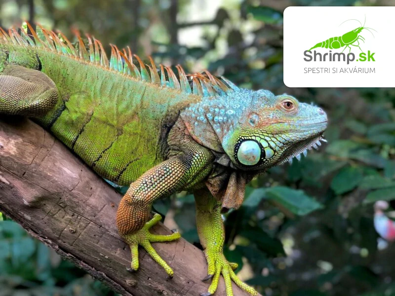 Leguán zelený – Iguana iguana
