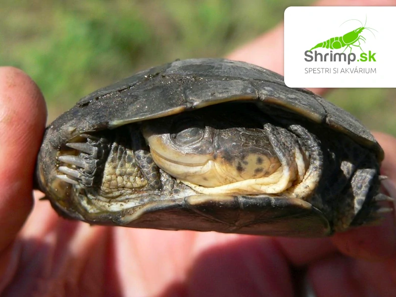 Tereka africká – Pelomedusa subrufa